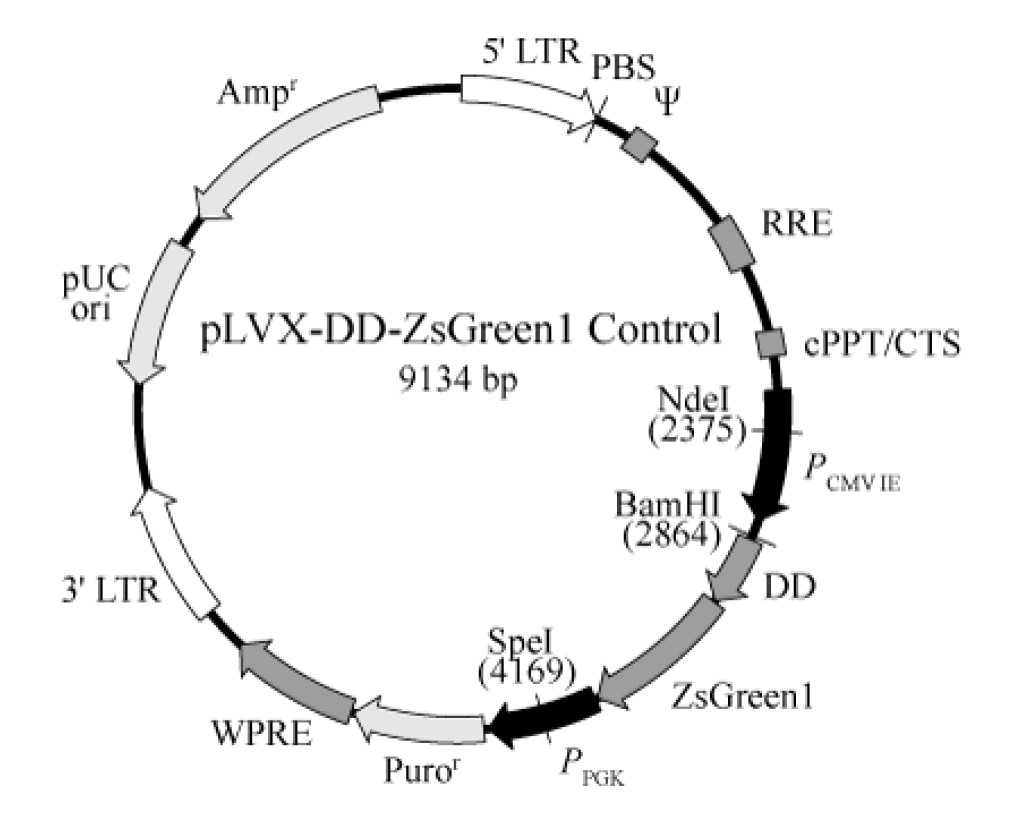 pLVX-DD-ZsGreen1 Control载体图谱